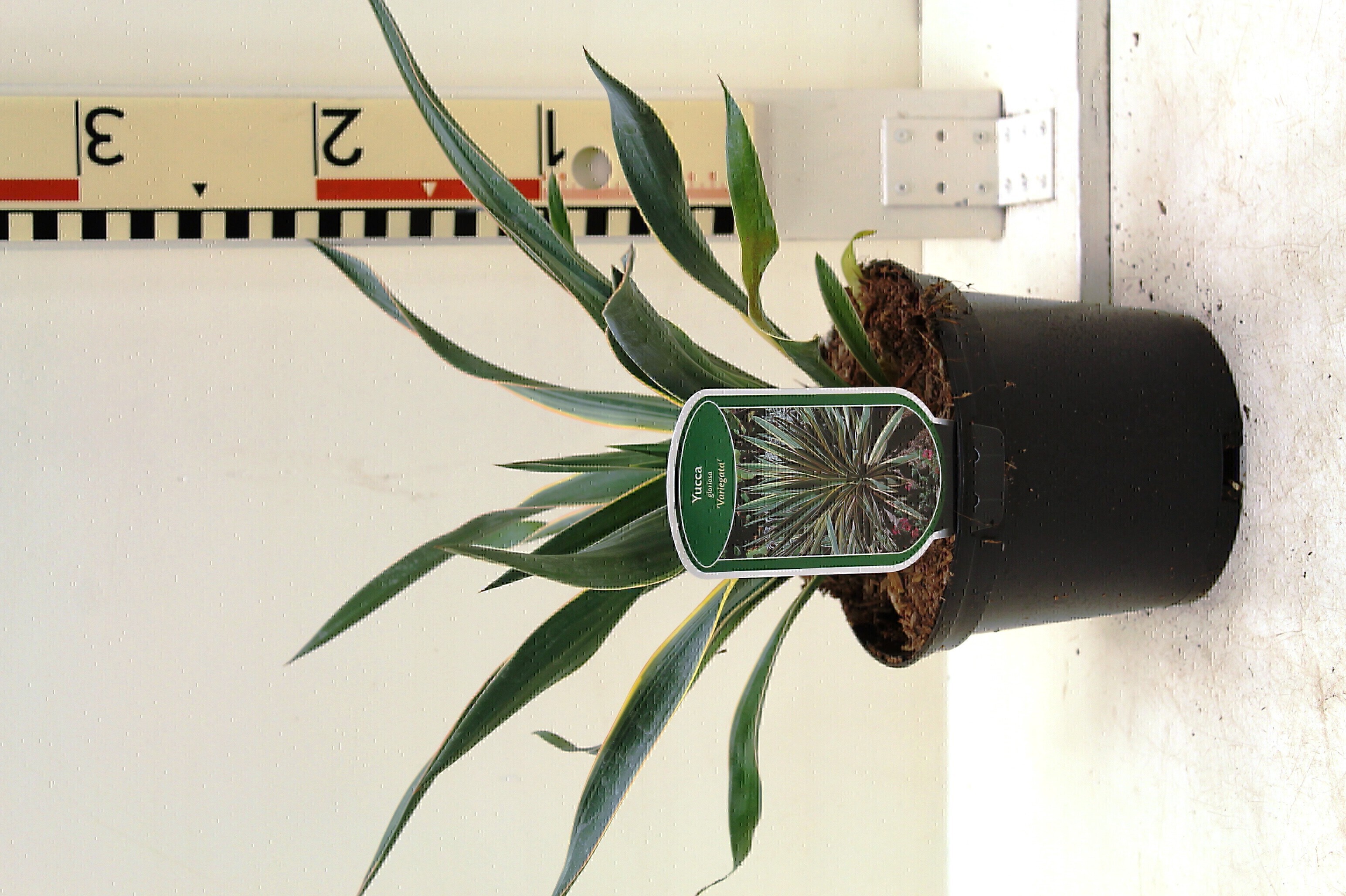 Yucca gloriosa 'Variegata' c2